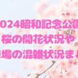 2024昭和記念公園桜の開花状況や駐車場の混雑状況まとめ
