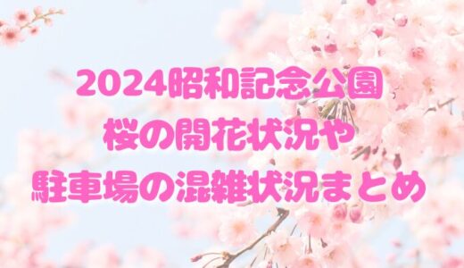 昭和記念公園2024桜の開花状況や駐車場の混雑状況まとめ